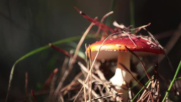 Jedovatý Fly Agaric Fly Muchomůrka Hub Centrální Evropské Borovým Lesem — Stock video