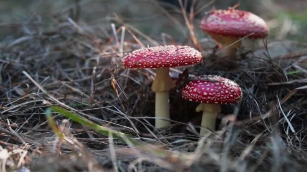 Poisonous Fly Agaric Fly Amanita Mushroom Central European Pine Forest — Stock Video