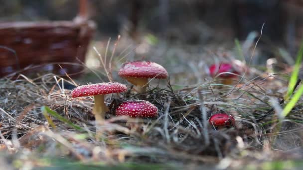 Poisonous Fly Agaric Fly Amanita Mushroom Central European Pine Forest — Video