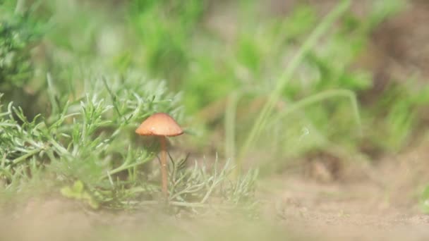 Hongos Marrones Setas Hierba Verde Brisa Ligera Día Soleado — Vídeos de Stock