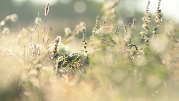 Ранкова Роса Зеленій Траві Природному Ранковому Сонячному Світлі Абстрактний Свіжий — стокове відео