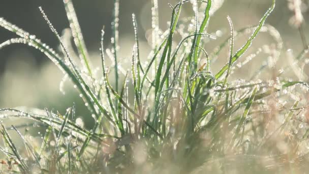 Morgondagg Grönt Gräs Naturliga Morgon Solljus Abstrakta Färska Gröna Gräs — Stockvideo