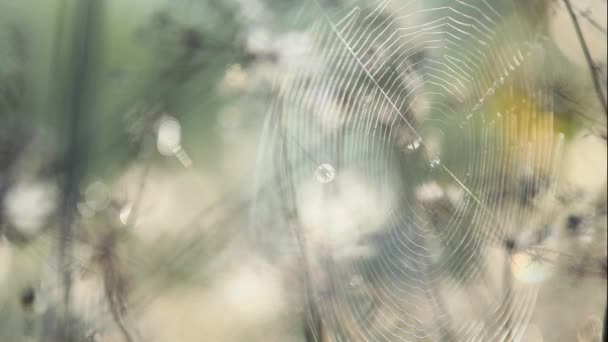 Velké Webové Kapkách Rosy Shivers Větru Detail Kruhu Pavučina Ranní — Stock video