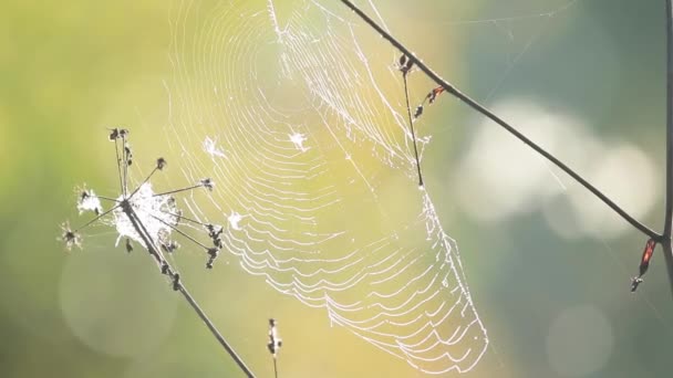 露の滴で大きな Web 風に震えます 日の出の光 秋の季節背景円蜘蛛のクローズ アップ フィールド そよ風 Fps の浅い深さ — ストック動画