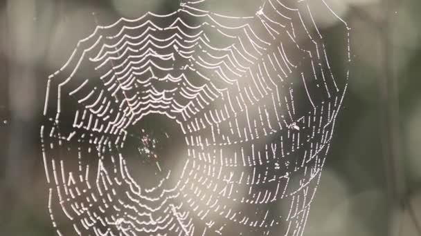 Telaraña Grande Las Gotas Del Rocío Tiembla Sobre Viento Primer — Vídeo de stock