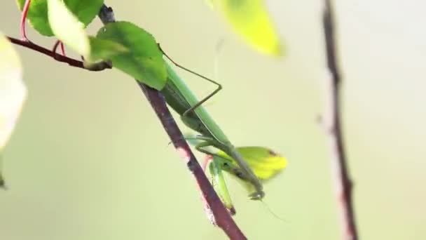 Ljusa Gröna Praying Mantis Eller Mantis Religiosa Träd Soliga Höstdag — Stockvideo
