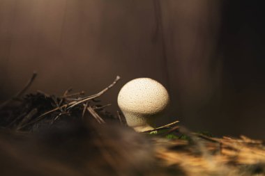 Ortak kurtmantarı, warted kurtmantarı, mücevher çivili kurtmantarı bilinen mantar Lycoperdon perlatum