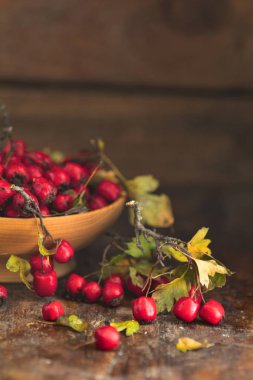 Autumn harvest Hawthorn berry with leaves in bowl on a wooden table background. Copy space. Dark rustic style. Natural remedy clipart