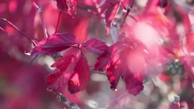 Renkli sonbahar asması, hafif esinti ile sonbahar günbatımı. Sığ derinlik-in tarla 59.94 fps.