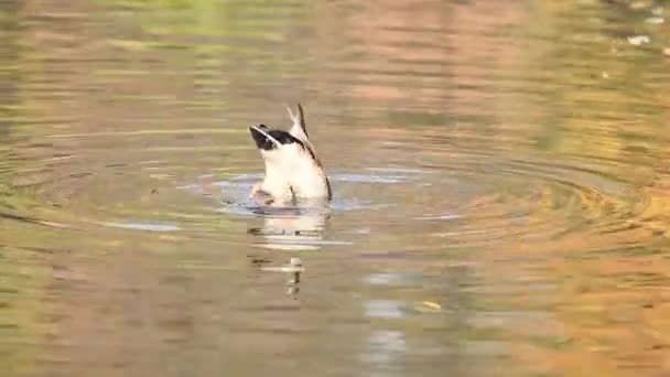 鸭子在城市公园湖里游泳 美丽的秋日与微风 景深浅 Fps — 图库视频影像