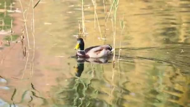 Patos Nadando Lago Parque Ciudad Hermoso Día Otoño Con Brisa — Vídeo de stock