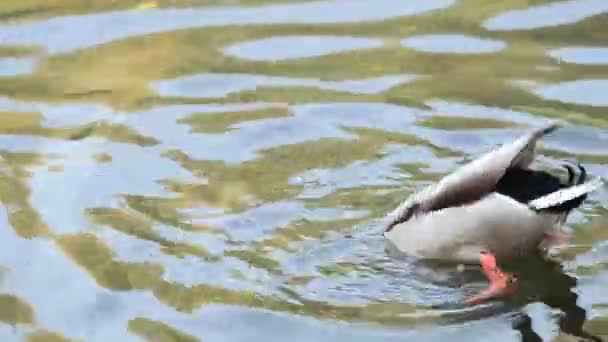 Enten Schwimmen Stadtpark See Schöner Herbsttag Mit Leichter Brise Geringe — Stockvideo