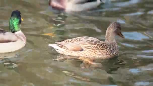 Şehir Parkı Gölde Yüzmeye Ördekler Hafif Meltem Ile Güzel Sonbahar — Stok video