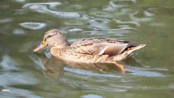 鸭子在城市公园湖里游泳 美丽的秋日与微风 景深浅 Fps — 图库视频影像
