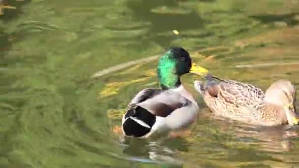 Kaczki Pływanie City Park Lake Piękny Jesienny Dzień Lekki Wiaterek — Wideo stockowe