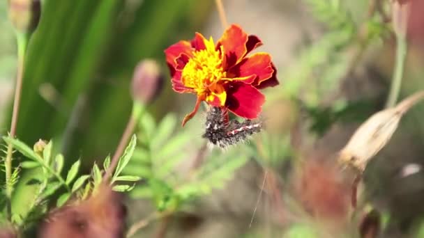 Caterpillar Worm Van Gipsy Moth Eet Goudsbloem Bloemblaadjes Mooie Zonnige — Stockvideo