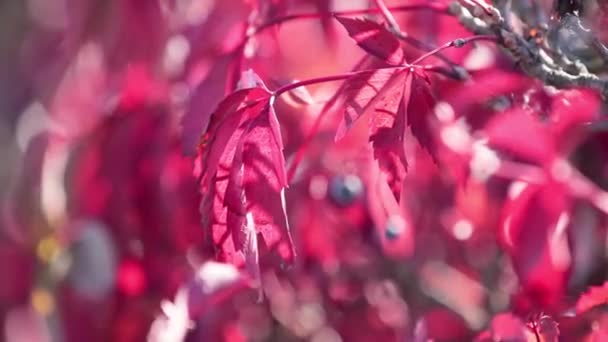 Πολύχρωμο Φθινόπωρο Αναρριχητικό Φυτό Βιρτζίνια Φθινόπωρο Ηλιοβασίλεμα Ελαφρύ Αεράκι Μικρό — Αρχείο Βίντεο
