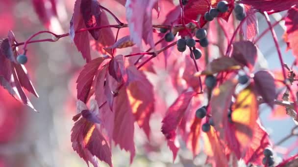 Colorful autumn virginia creeper, autumn sunset with light breeze. Shallow depth of the field, 59.94 fps. — Stock Footage Colorful Autumn Virginia Creeper Autumn Sunset Light Breeze Shallow Depth Royalty Free Stock Footage