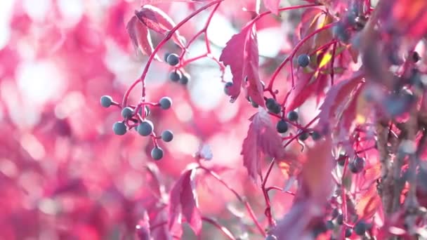 Colorful autumn virginia creeper, autumn sunset with light breeze. Shallow depth of the field, 59.94 fps. — Stock Footage Colorful Autumn Virginia Creeper Autumn Sunset Light Breeze Shallow Depth Video Clip