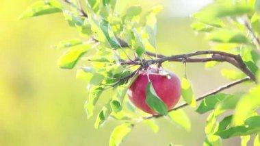 Sulu güzel inanılmaz güzel kırmızı elma ağacı dalı, hafif esinti ile sonbahar günbatımı üzerinde. Sığ derinlik-in tarla 59.94 fps.
