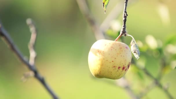 Juteux Belle Étonnante Belle Pomme Jaune Sur Branche Arbre Coucher — Video