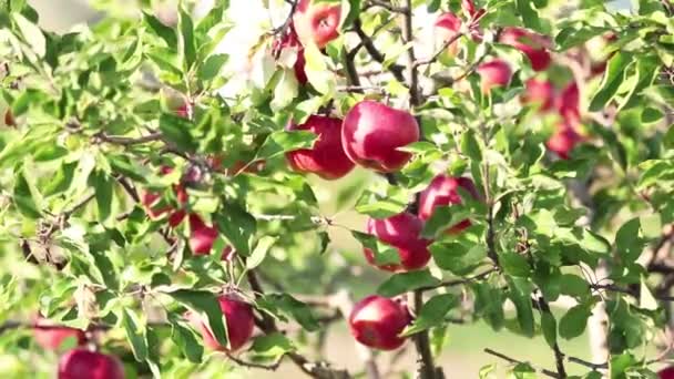 ジューシーな美しい素晴らしい素敵な赤いりんご木の枝 そよ風と秋の夕日に Fps フィールドの浅い深さ — ストック動画