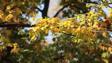 Şehir Parkı, güneşli sonbahar arka plan sarı sonbahar yaprakları, arka ışık, bokeh, sığ derinlik-in tarla, hafif esinti ile sonbahar 