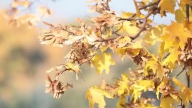 Güzel etkileyici güneşli sonbahar bir geçmiş ile sarı sonbahar yaprakları mavi gökyüzü, arka ışık, bokeh, sığ derinlik-in tarla, hafif esinti karşı 