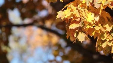 Güzel etkileyici güneşli sonbahar bir geçmiş ile sarı sonbahar yaprakları, arka ışık, bokeh, sığ derinlik-in tarla, hafif esinti 
