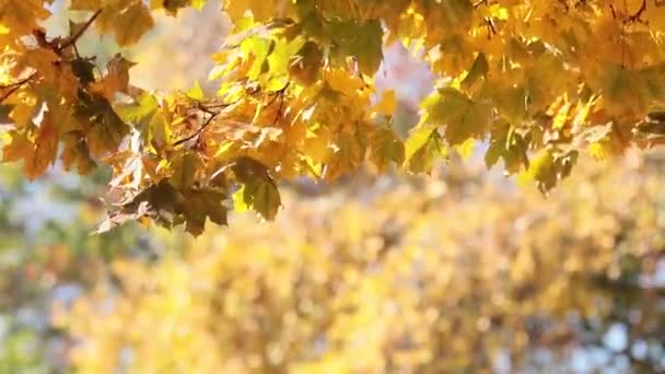 Mooie Verbazende Zonnige Herfst Achtergrond Met Gele Vallen Bladeren Achtergrondverlichting — Stockvideo