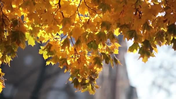 Otoño Parque Ciudad Fondo Otoño Soleado Con Hojas Otoño Amarillo — Vídeo de stock