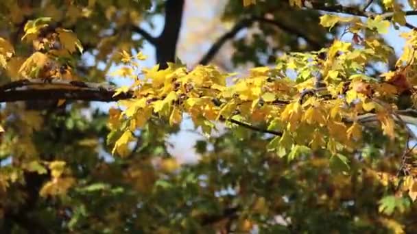 都市公園 黄色の紅葉 バックライト そよ風 フィールドの浅い深さで日当たりの良い秋背景の秋 — ストック動画