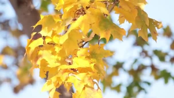 Mooie Verbazende Zonnige Herfst Achtergrond Met Gele Val Laat Tegen — Stockvideo