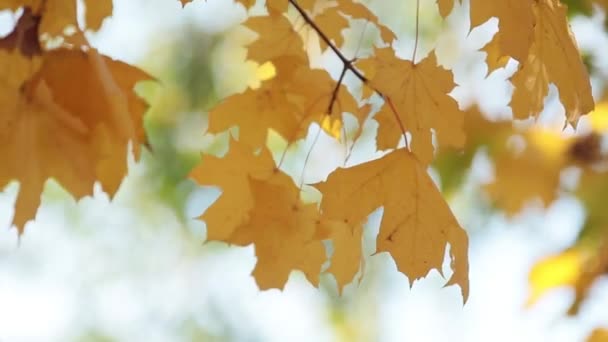 美丽惊人的阳光明媚的秋天背景与黄色的秋天叶子对蓝天 Bokeh 浅的景深 — 图库视频影像