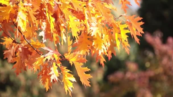 黄色の美しい素晴らしい日当たりの良い秋背景秋葉 バックライト ボケ味 そよ風 フィールドの浅い深さ — ストック動画