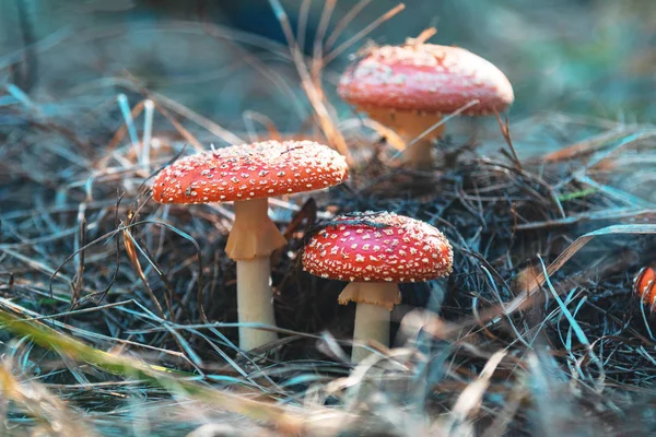 Giftige Fly Agaric Vliegen Amanita Paddestoel Het Centrale Europese Dennenbos — Stockfoto