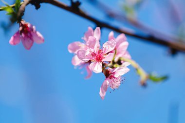Pembe Şeftali çiçeği ile bahar arka plan sanat. Çiçek açan ağaç ve güneş ile güzel doğa manzara flare. Arka plan bulanık. Sığ derinlik-in tarla.