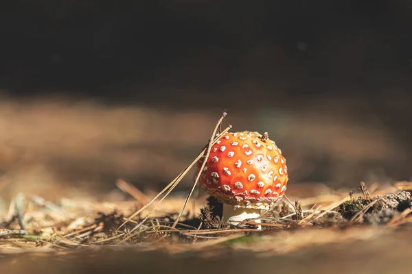 Zehirli Agaric Fly Amanita Mantar Merkezi Avrupa Çam Ormanı Içinde — Stok fotoğraf