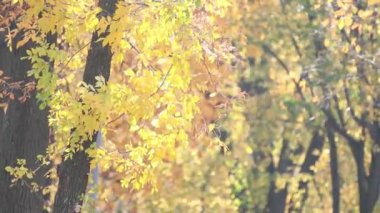 Güzel etkileyici güneşli sonbahar bir geçmiş ile sarı sonbahar yaprakları, arka ışık, bokeh, sığ derinlik-in tarla, hafif esinti