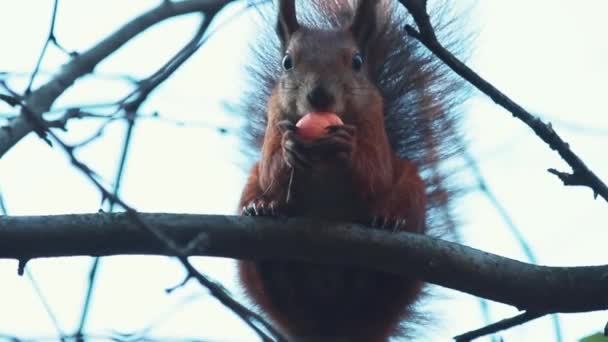 Κόκκινο Σκίουρο Κάθεται Ένα Κλαδί Και Τρώει Ένα Μήλο Οπίσθιου — Αρχείο Βίντεο