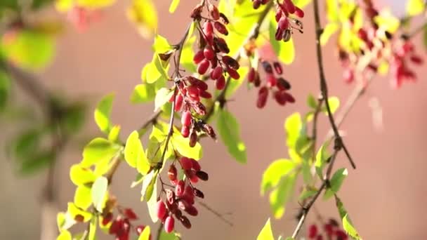 Κράνο Φρούτα Ωρίμανσης Κόκκινο Και Bokehs Στο Φθινόπωρο Ελαφρύ Αεράκι — Αρχείο Βίντεο