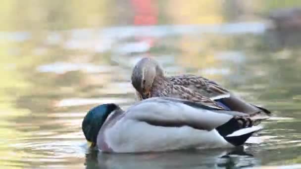 Anatre Puliscono Piume Sulle Basse Profondità Del Lago Del Parco — Video Stock