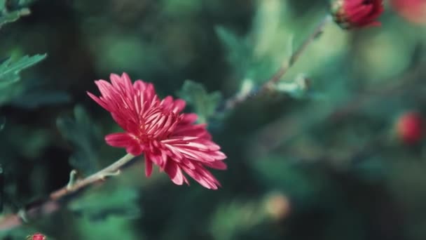 Crisantemos Lila Jardín Día Soleado Enfoque Selectivo Brisa Ligera Contraluz — Vídeos de Stock
