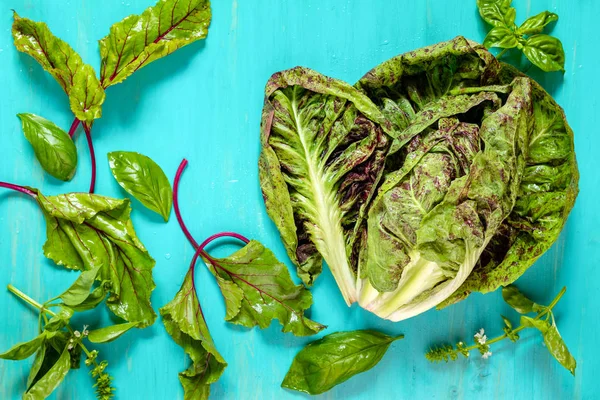 Achicoria de lechuga joven, hojas de remolacha y albahaca con gotas de agua — Foto de Stock