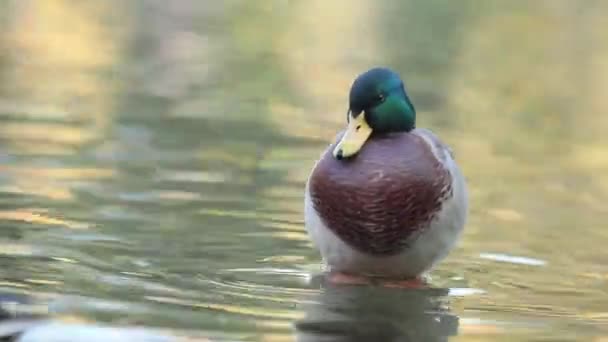 Kaczki Czyści Piór Płytkie Jezioro Park City Piękny Jesienny Dzień — Wideo stockowe