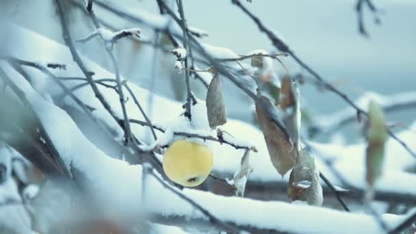 Vinterdag Trädgården Mogna Gula Äpple Ett Snötäckta Träd Vind Kort — Stockvideo