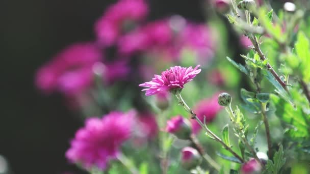 Lila Chrysanten Tuin Zonnige Dag Selectieve Aandacht Lichte Bries Achtergrondverlichting — Stockvideo