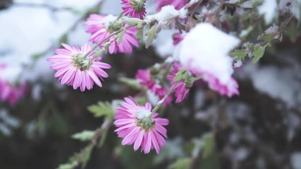 Crisantemos Lila Cubiertos Nieve Jardín Enfoque Selectivo Brisa Ligera Día — Vídeo de stock