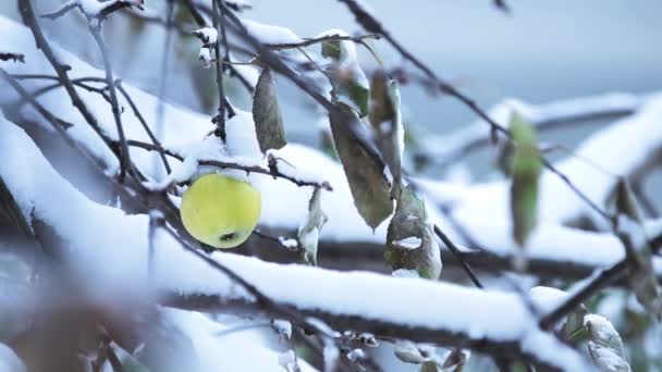 Vinterdag Trädgården Mogna Gula Äpple Ett Snötäckta Träd Vind Kort — Stockvideo