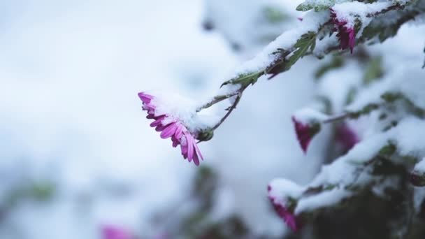 Χιονισμένο Λιλά Χρυσάνθεμα Στον Κήπο Επιλεκτική Εστίαση Ελαφρύ Αεράκι Χειμερινή — Αρχείο Βίντεο